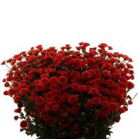 Хризантема кущова сантіні червона (Голландія) Chr San Cal Red