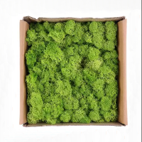 Мох зеленый коробка 0,5 кг. Reindeer Moss May Light Green lime