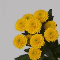 Хризантема кущова сантині жовта (Голландія) Chr San Aaa Aurinko Bol Geel