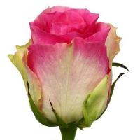 Троянда Малібу 90 см. Еквадор (шт, рожево-кремовий)