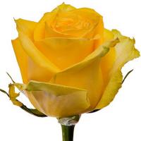 Троянда Мохана 70 см. Еквадор (шт, жовтий)