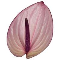 Антуриум розовый 13 см Anthurium Bellanca