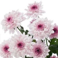 Хризантема кустовая розовая Ройс лавли ( Голландия ) Chr T Royce Lovely