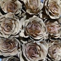 Троянда фарбована Кремова 60 см Еквадор KAFFEE