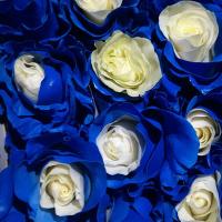 Роза крашеная PX 02 blue PNT 70 см Эквадор