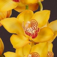 Орхидея цимбидиум 9 желтый ветка Cymb T Esther