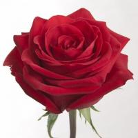 Троянда Чекмейт 90 см. Еквадор (шт, червоний)