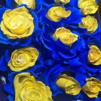 Троянда фарбована Еллоу-Блю 60 см Еквадор