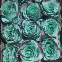 Троянда фарбована Леді-М 60 см Еквадор