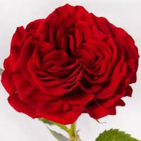 Троянда Майра ред 50 см. Еквадор (шт, червоний)