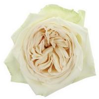 Троянда Вайт Охара 50 см. Еквадор (шт, білий)