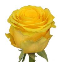 Троянда Хай елоу 70 см. Еквадор (шт, жовтий)