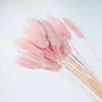 Сухоцвет Лагурус розовый 60 см пуч. (+-50шт)