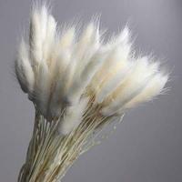 Сухоцвіт Лагурус пуч. 60 см білий (+-50шт)