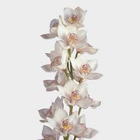 Орхидея цимбидиум 6 ветка Mrs Sugar Lee (белая)