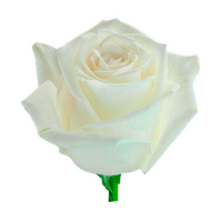 Троянда Плей бланка 70 см. Еквадор (шт, білий)