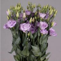 Еустома Rosita Lavender 70 см. Голландія (шт, лавандовий)