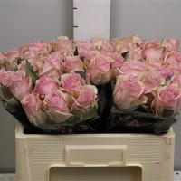 Троянда Беенд зеро 60 см. Кенія (шт, рожевий)