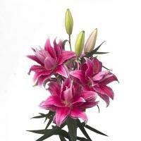 Лилия розовая многолепестковая 4+ Thalita шт.
