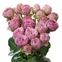 Троянда Лавандер лейс кущ. 40 см. Асканія (шт, рожевий)