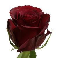 Троянда Ред Париж 60 см. Еквадор (шт, червоний)
