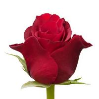 Троянда Скарлата 60 см. Еквадор (шт, червоний)