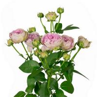 Троянда Блоссом баблз кущ. 40 см. Асканія (шт, рожевий)