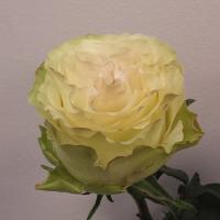 Троянда Динамік 60 см. Кенія (шт, білий)
