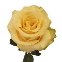 Троянда Такіні 50 см. Еквадор (шт, жовтий)