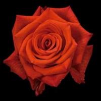 Троянда Назарі 60 см. Еквадор (шт, червоний)