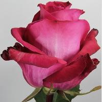Троянда Асіна 60 см. Еквадор (шт, малиновий)