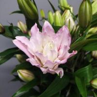 Лилия розовая многолепестковая 3+ Isabella
