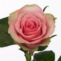 Бель роуз 70 см Кения
