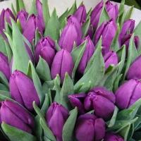 Тюльпан Purple Prince 25-30гр/30-40см Голландія (шт, фіолетовий)