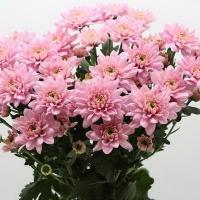 Хризантема кустовая зембла розовая (Голландия)