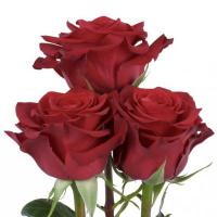 Троянда Чекмейт 80 см. Еквадор (шт, червоний)