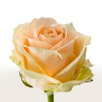 Троянда Вінчі 80 см. Еквадор (шт, кремовий)