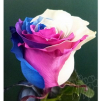 Роза крашеная rainbow 07-PBW 60 см Эквадор