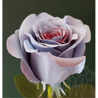 Троянда фарбована AS 41 Red Secret PNT 60 см Еквадор