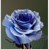 Троянда фарбована AS 33 Dark Whisper PNT 60 см Еквадор