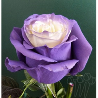 Роза крашеная AS 23 purple fairy PNT 60 см Эквадор