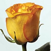 Троянда Керіо 70 см. Еквадор (шт, жовтий)