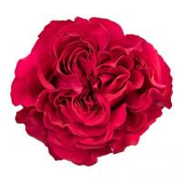 Троянда Майра хот пінк 60 см. Еквадор (шт, червоний)