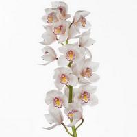 Орхидея цимбидиум 6 ветка Noorderlicht (белая)