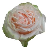 Троянда Веддінг спірит 60 см. Еквадор (шт, двоколірні)
