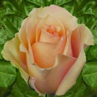 Троянда Версилія 50 см. Еквадор (шт, кремовий)