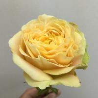 Троянда Тартл 50 см. Еквадор (шт, жовтий)