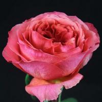 Троянда Дарк експрешен 60 см. Еквадор (шт, червоний)