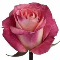 Троянда Біг фан 50 см. Еквадор (шт, малиновий)