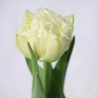 Тюльпан Northcap 30-40гр/30-40см Голландія (шт, білий)